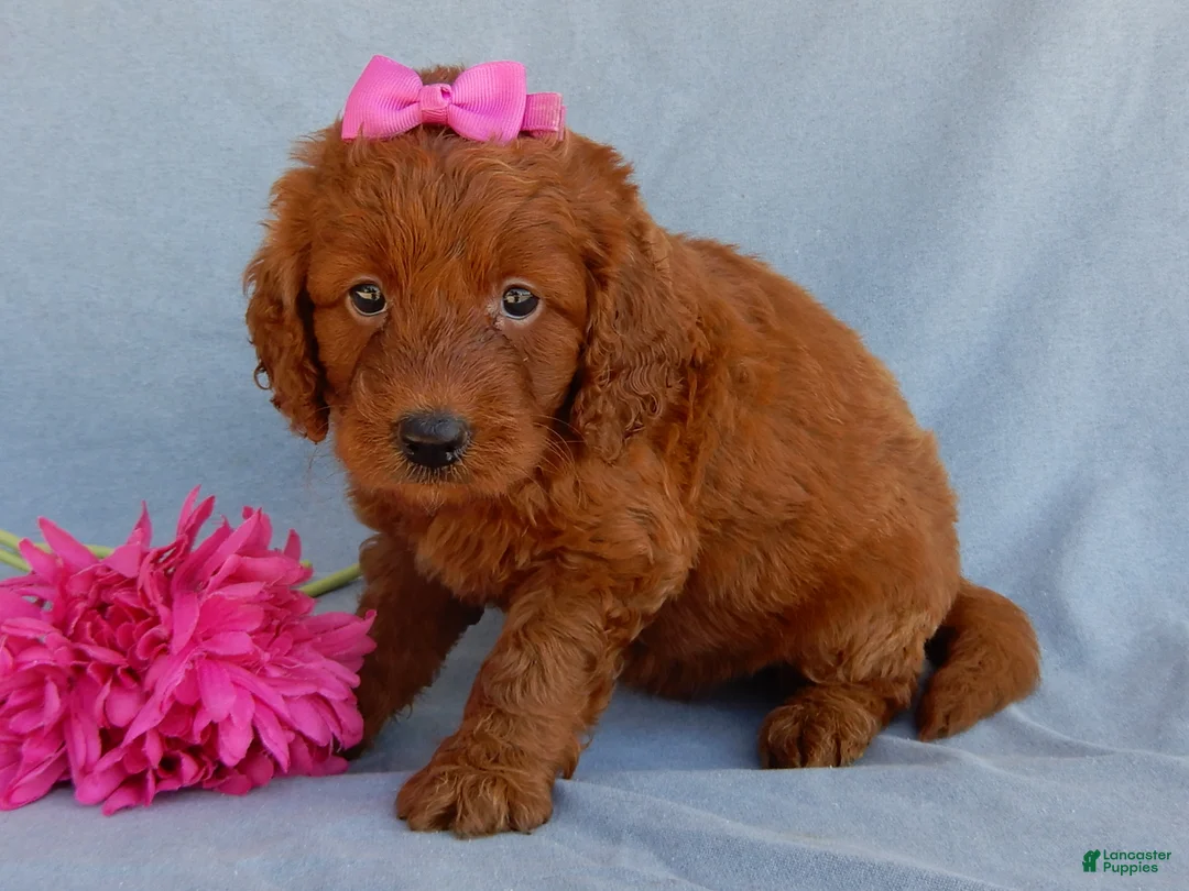 Mini Goldendoodle dogs for sale: Lucy - Ad 2