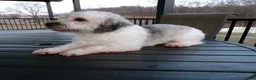 Havanese dogs for sale: Kole - Ad 6