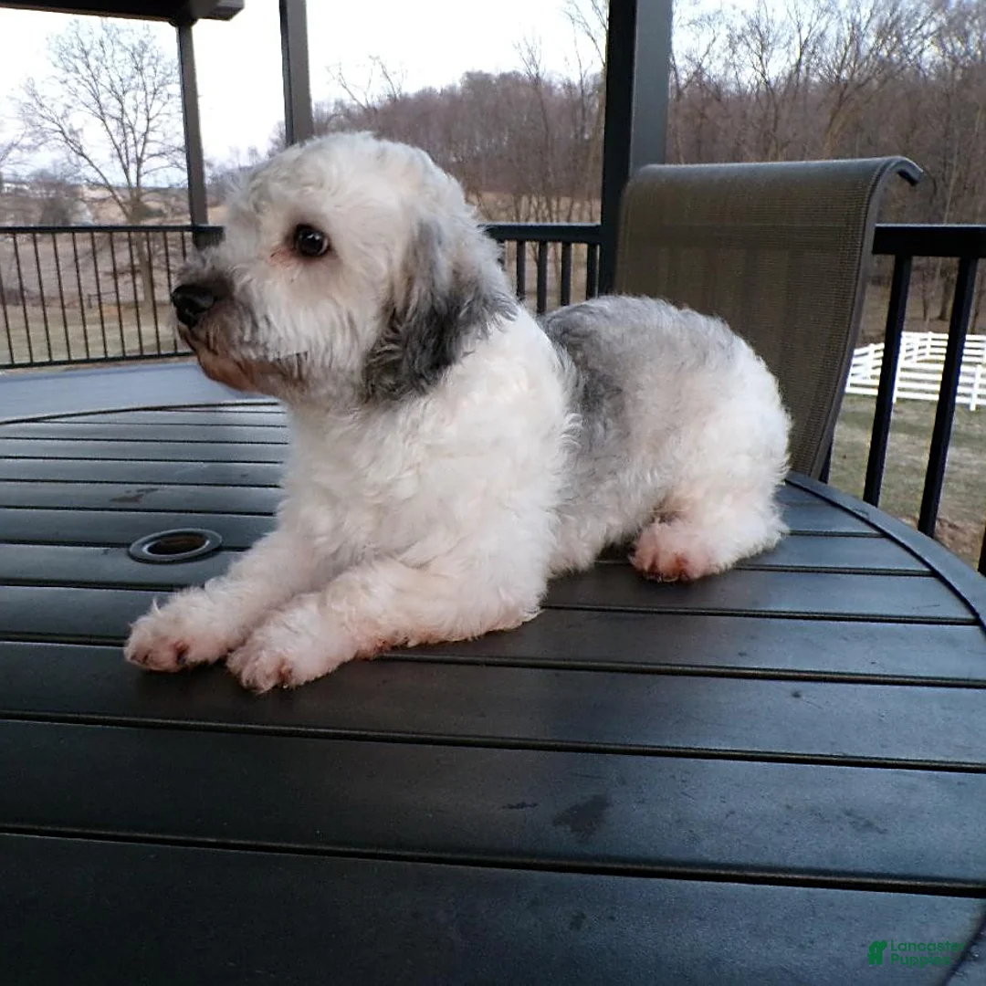 Havanese dogs for sale: Kole - Ad 6