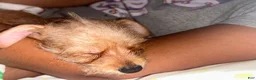 Chorkie dogs for sale: Ghost - Ad 6