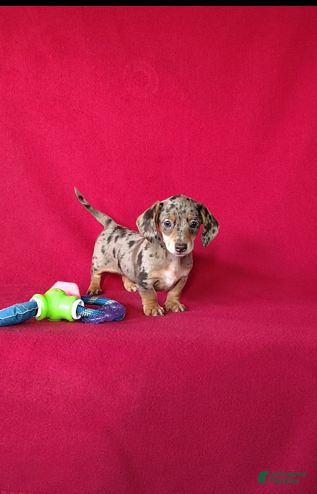 Miniature Dachshund dogs Bella - Ad 2
