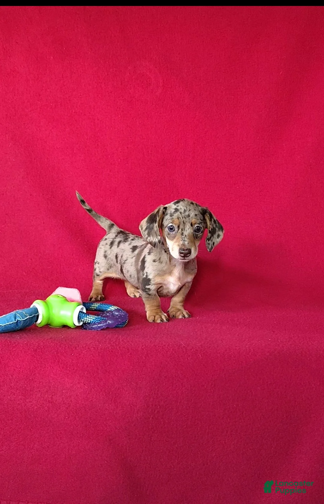 Miniature Dachshund dogs for sale: Bella - Ad 2