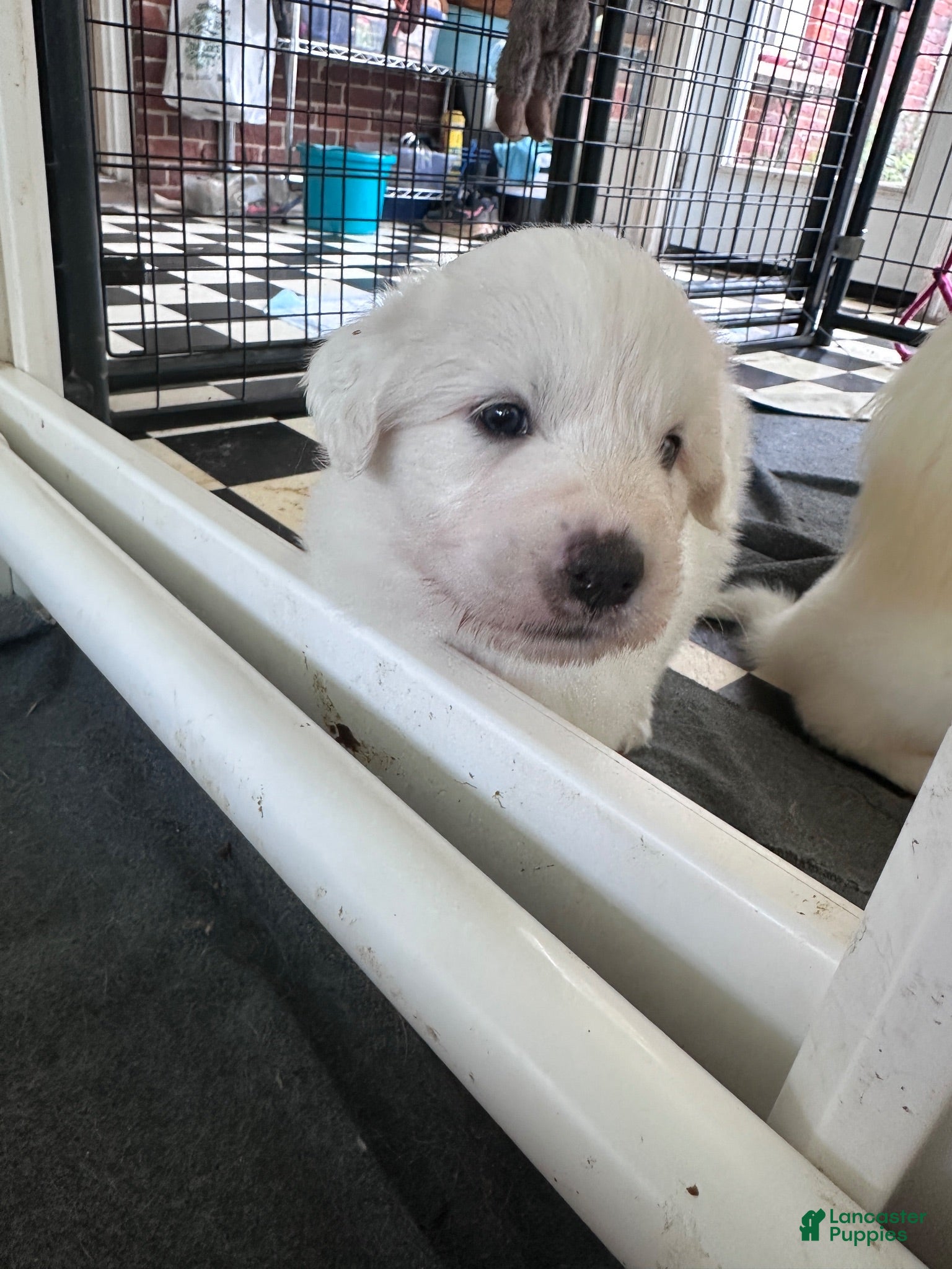 Great Pyrenees dogs Sage - Ad 1