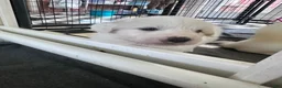 Great Pyrenees dogs for sale: AKC Sage - Ad 4