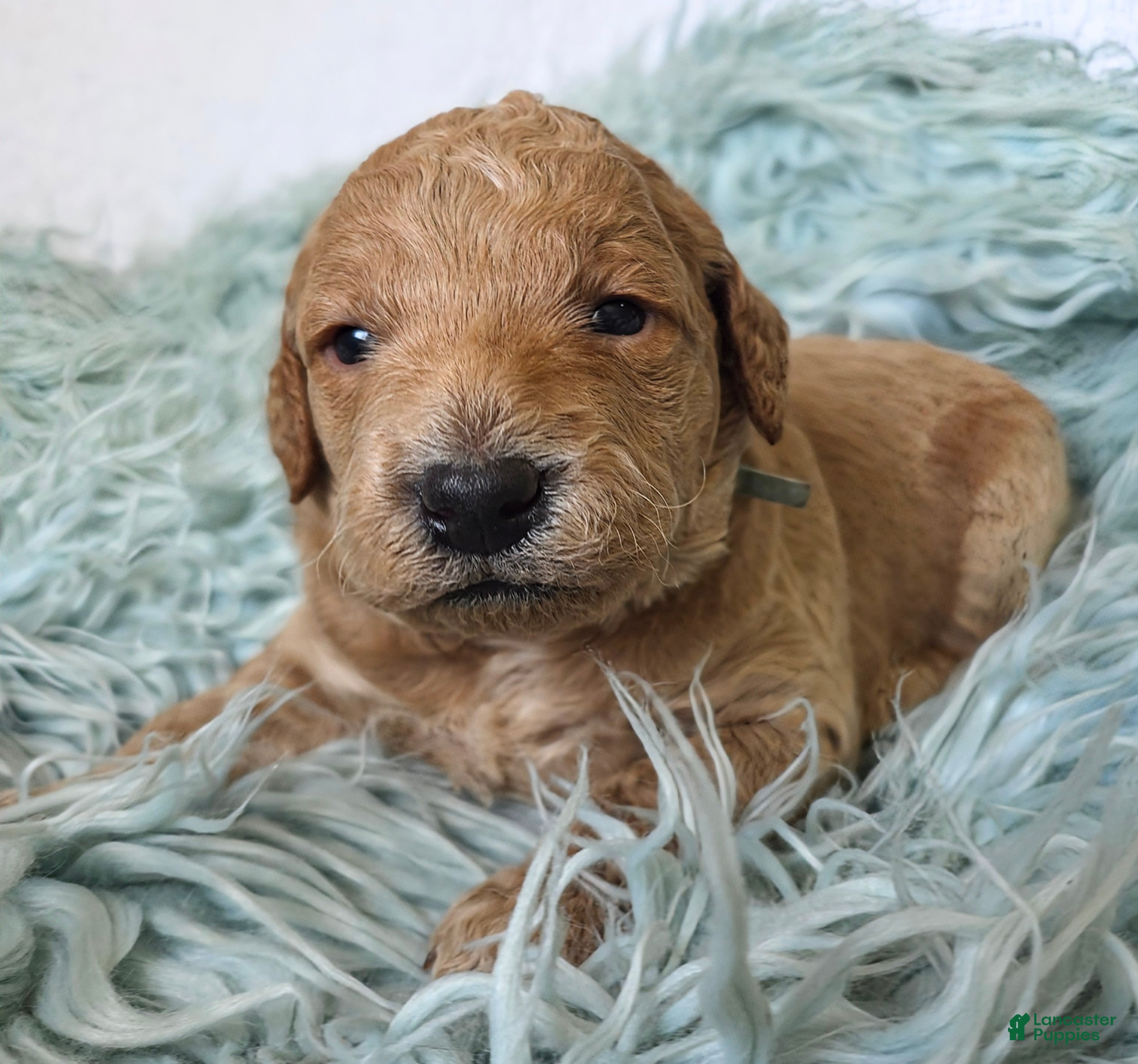 Mini Goldendoodle dogs Cedar - Ad 2