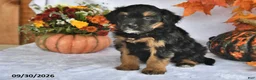 Bernedoodle dogs for sale: Cooper - Ad 3