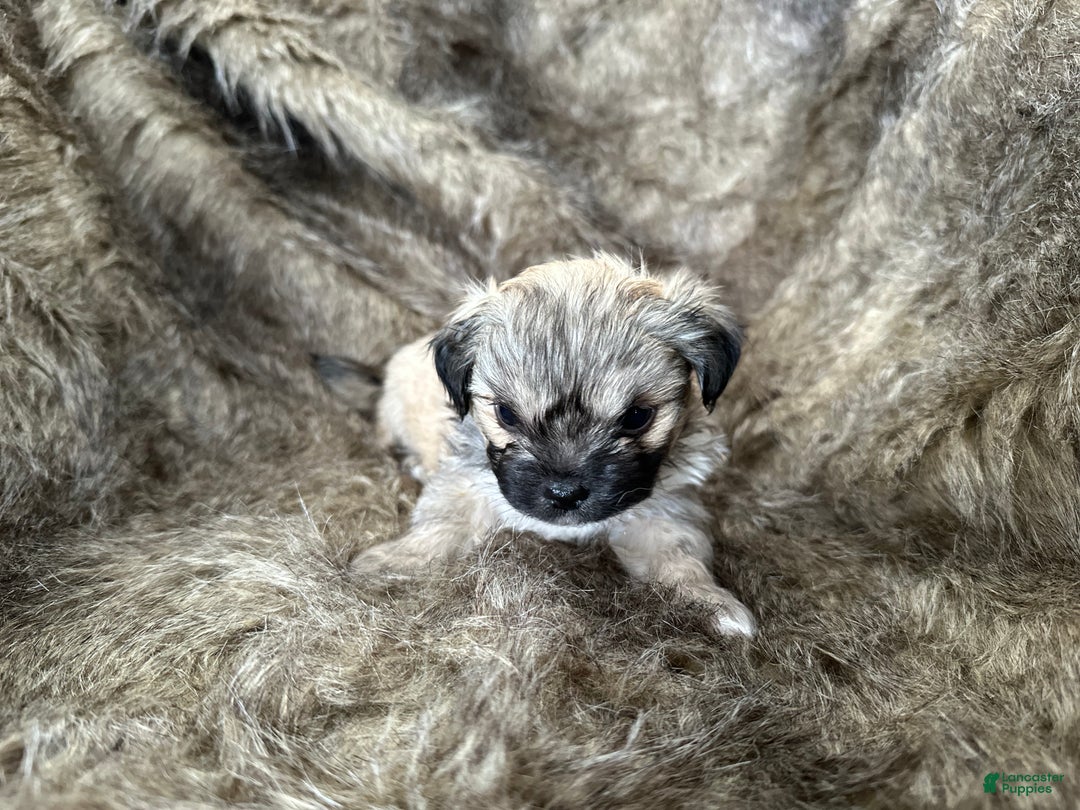 Mixed Breed dogs for sale: Theo - Ad 8