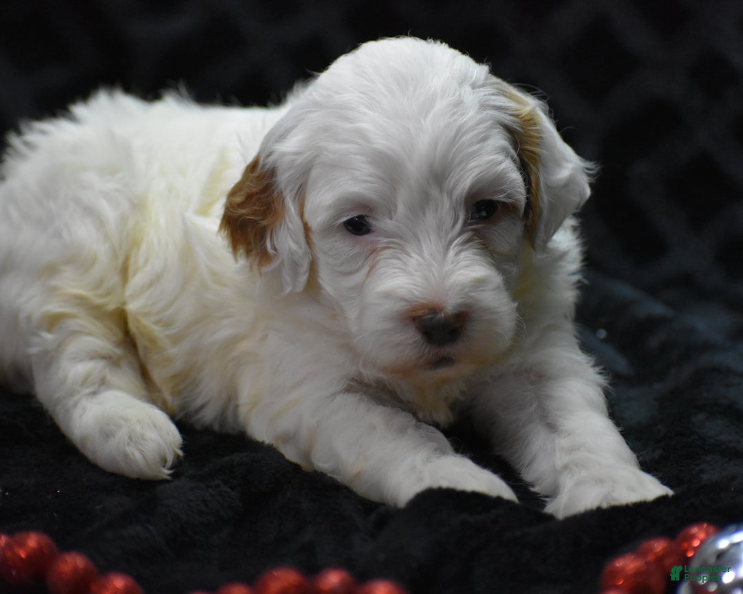 Mini Goldendoodle dogs for sale: Gaily - Ad 7