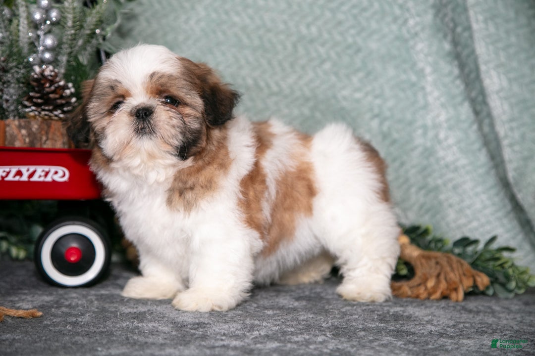 Shih Tzu dogs for sale: Lily - Ad 3