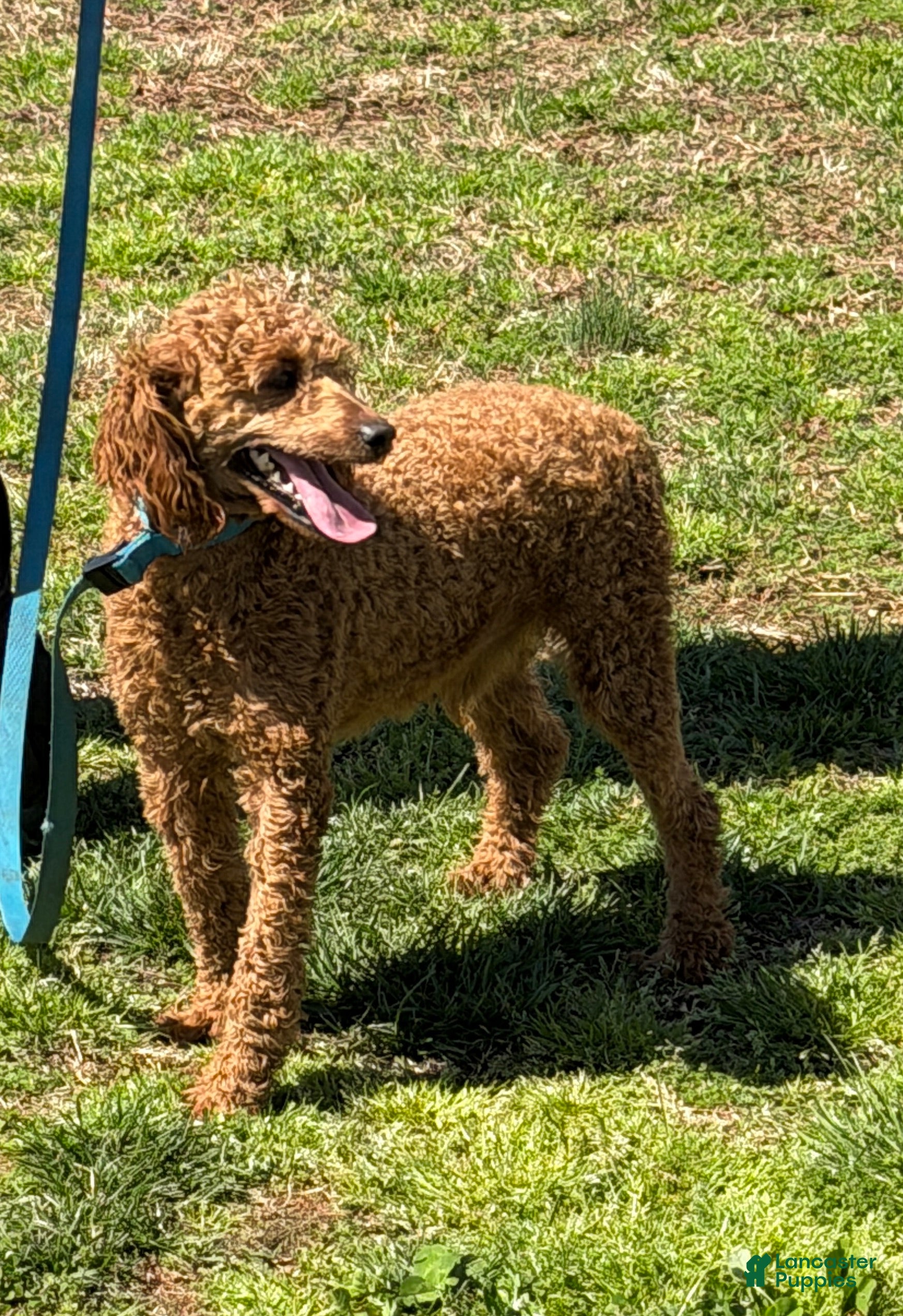 Miniature Poodle dogs Brent - Ad 23