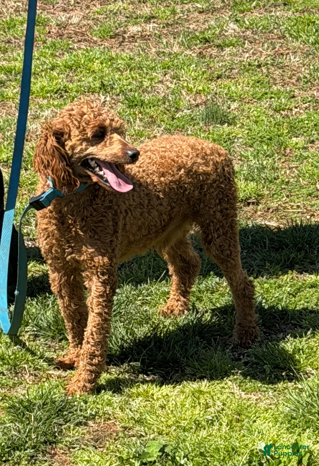 Miniature Poodle dogs for sale: Brent - Ad 1