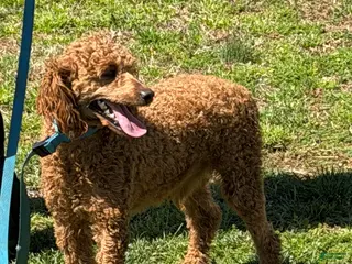 Miniature Poodle dogs Brent - Ad 23