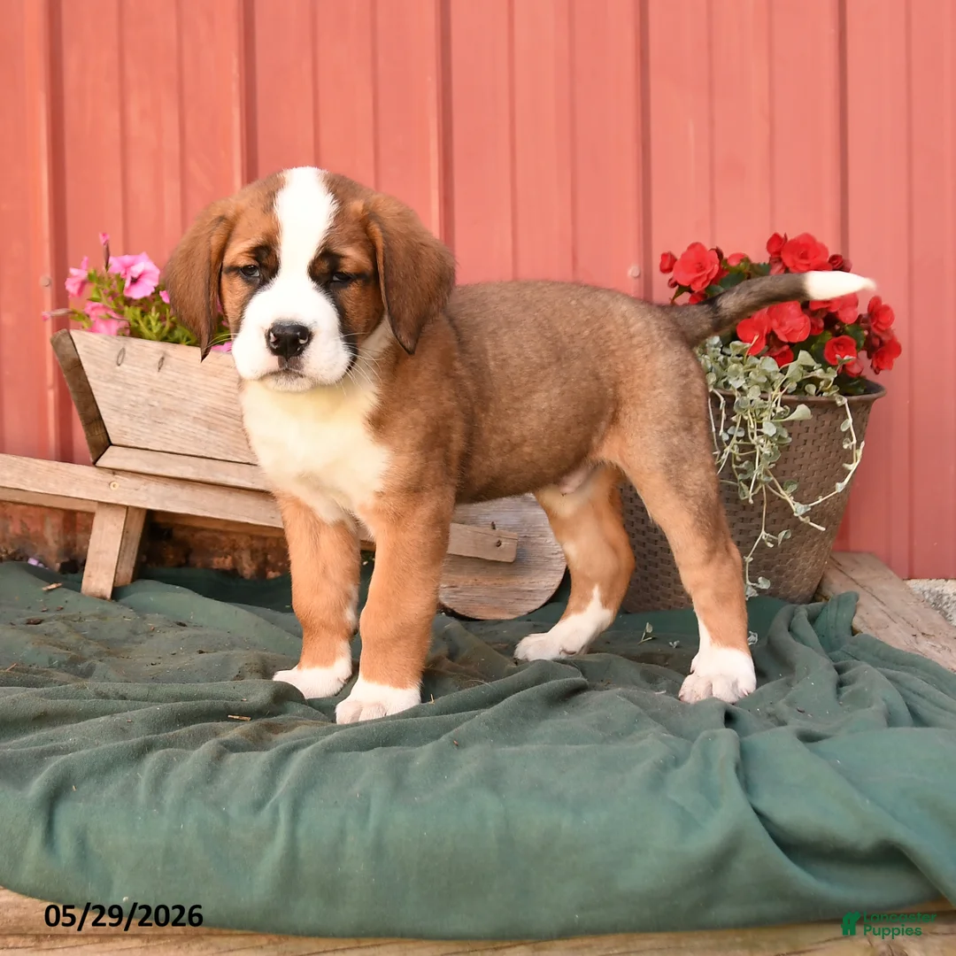 Mixed Breed dogs for sale: Kaz - Ad 1