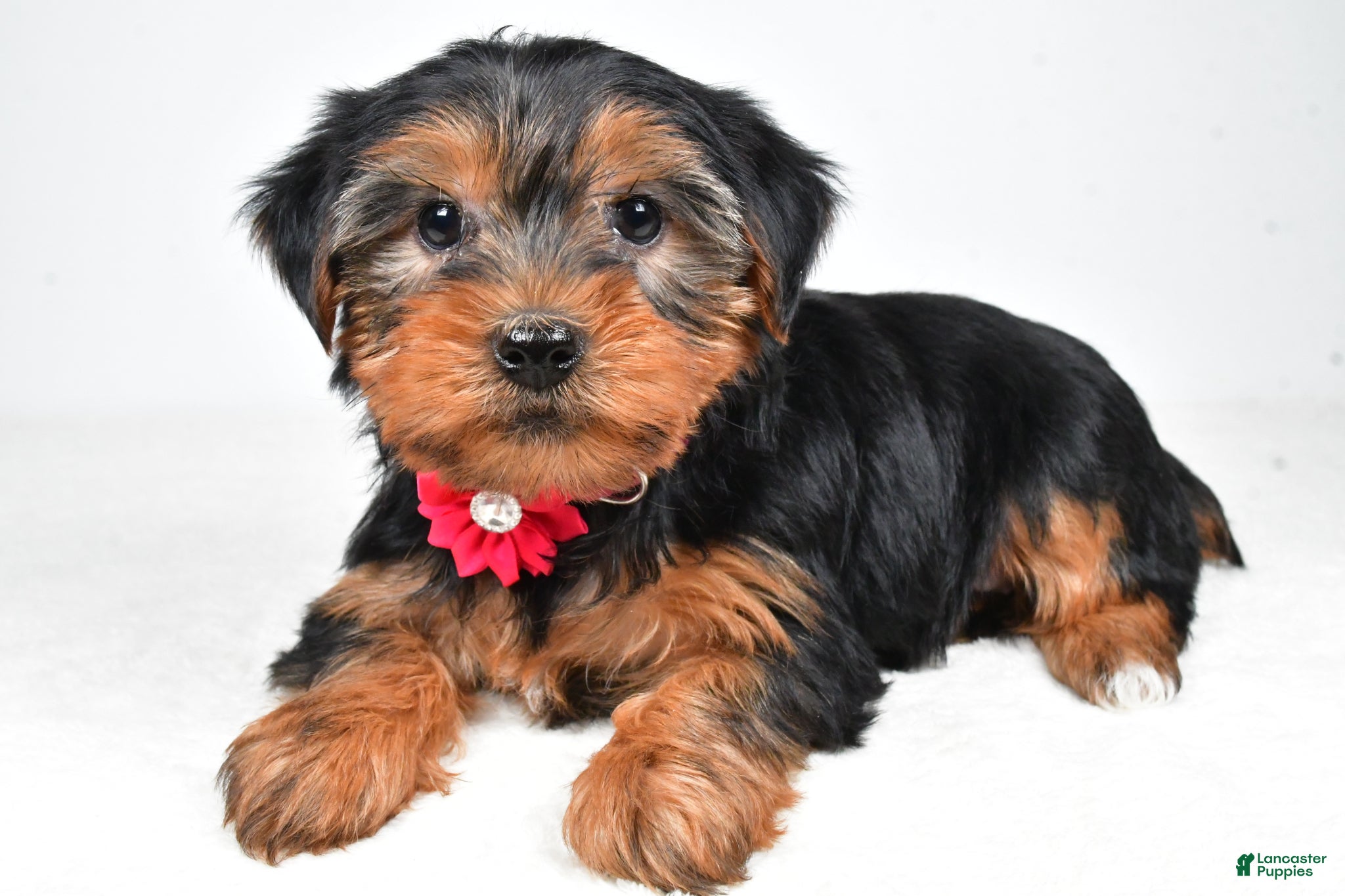 Morkie dogs Allie - Ad 2