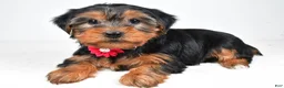 Morkie dogs for sale: Allie - Ad 2