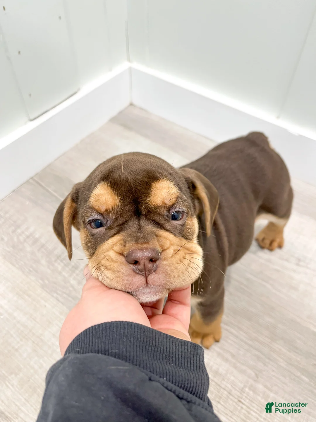 Beabull dogs for sale: Penny - Ad 7