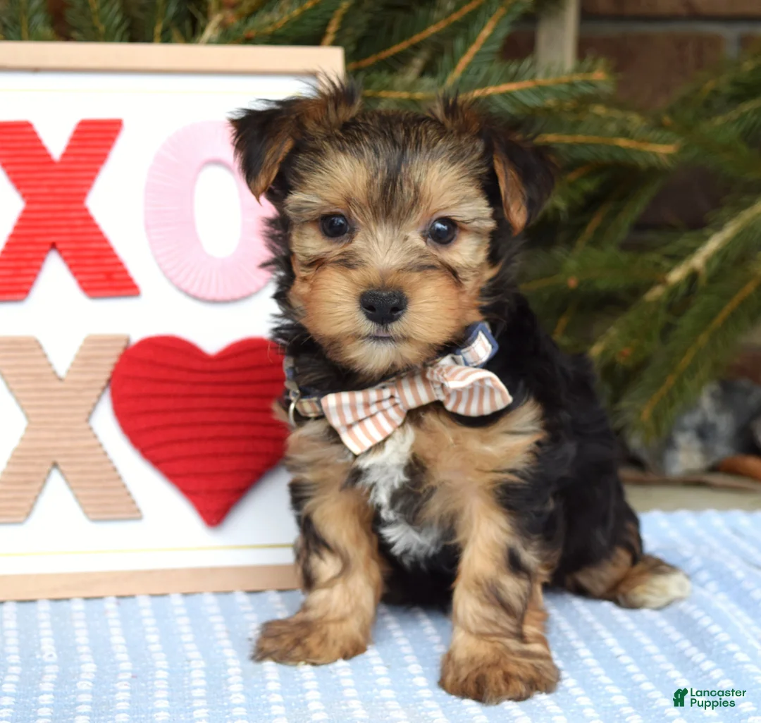Yorkshire Terrier dogs for sale: Peter  - Ad 1