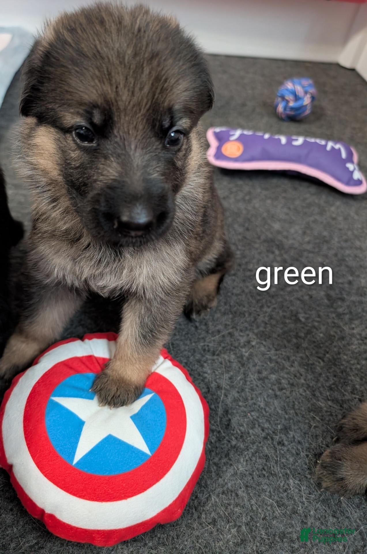 German Shepherd dogs Luna - Ad 4