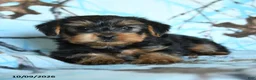 Yorkshire Terrier dogs for sale: Gus - Ad 4