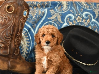 Miniature Poodle dogs - Ad 29