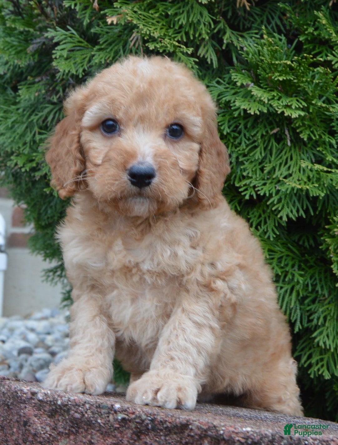 Irish Doodle dogs for sale: Mini Izzy - Ad 10