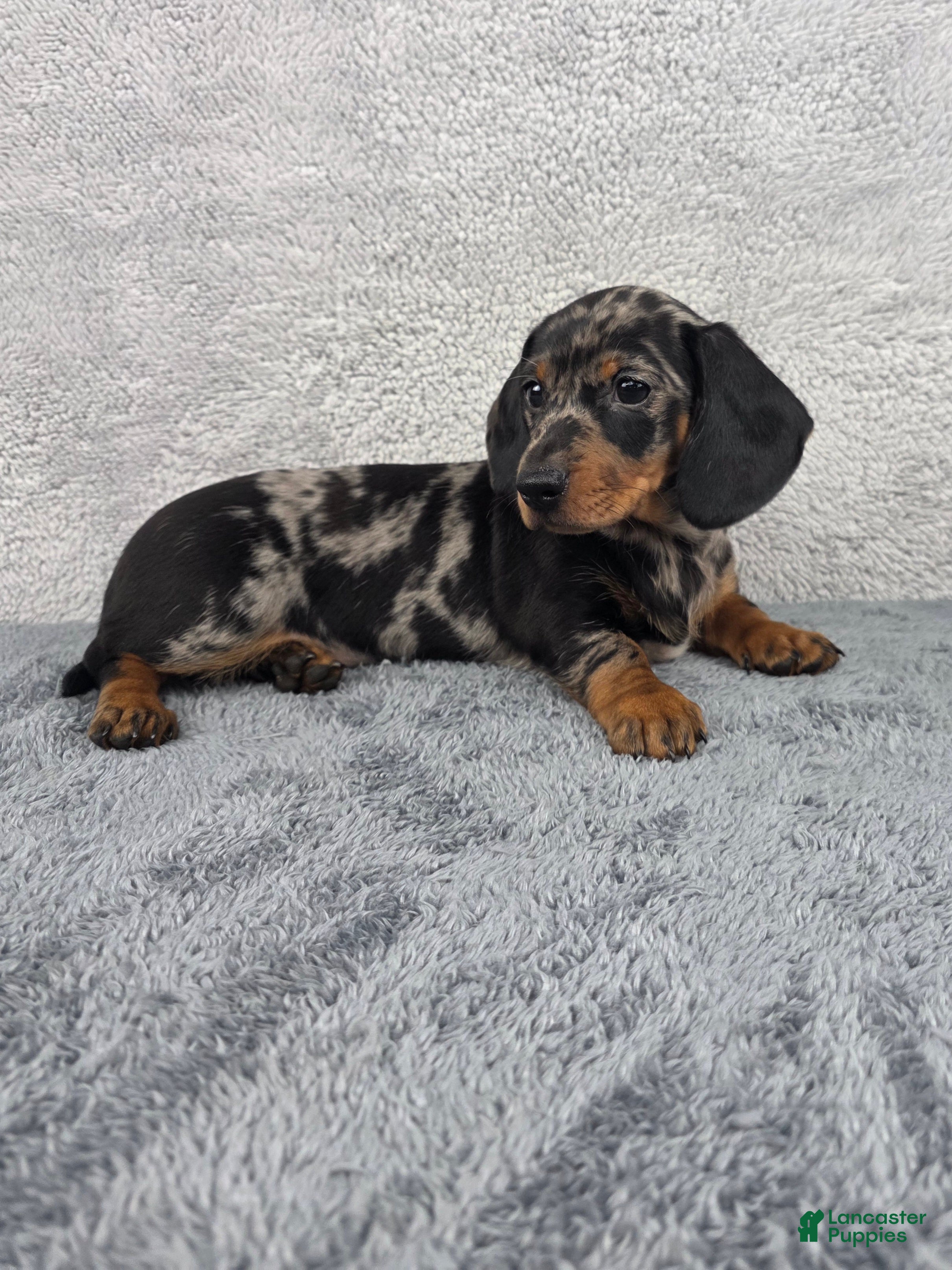 Miniature Dachshund dogs Millie - Ad 1