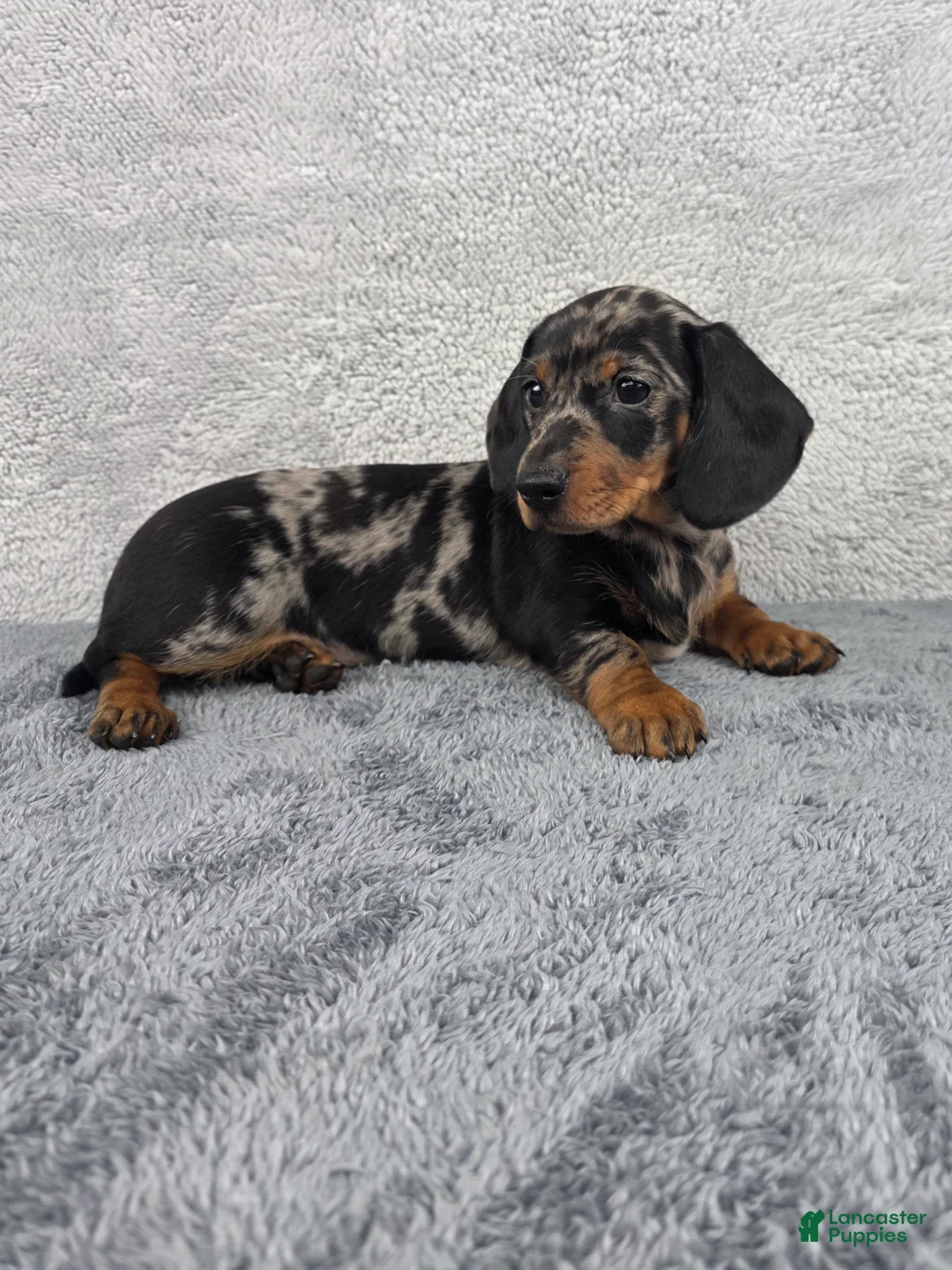 Miniature Dachshund dogs for sale: Millie - Ad 1