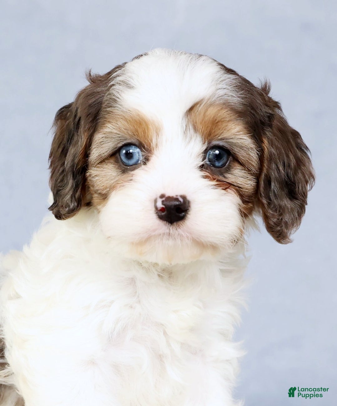 Cavapoo dogs for sale: Brittany - Ad 9