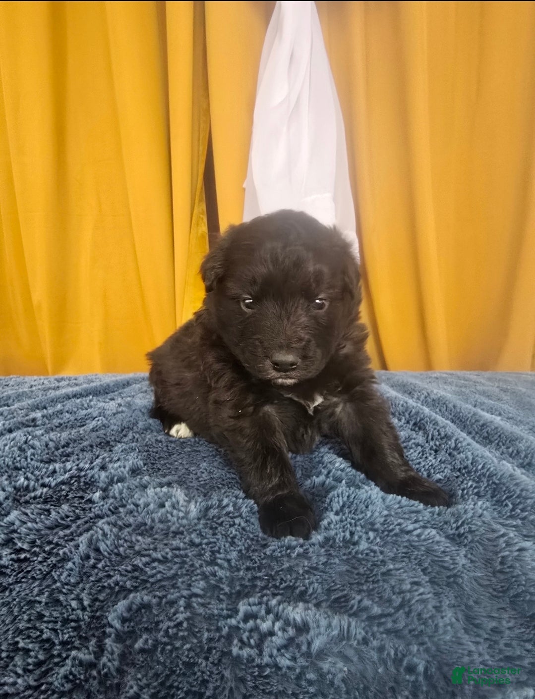 Mixed Breed dogs Stardust - Ad 1