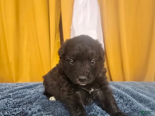 Mixed Breed dogs Stardust - Ad 1