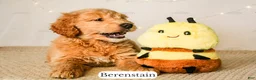 Goldendoodle dogs for sale: Berenstain - Ad 17