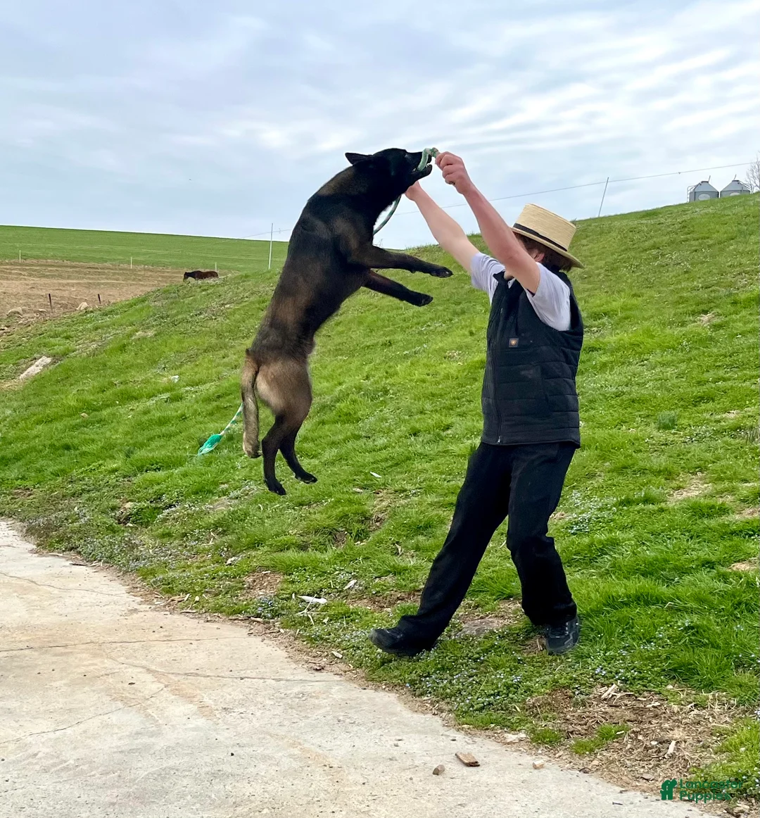 Belgian Malinois dogs for sale: SARGE❤️🐾AKC Registered❤️Free DeliveryAnywhere in US  🐾Text 717-202-9120 - Ad 2