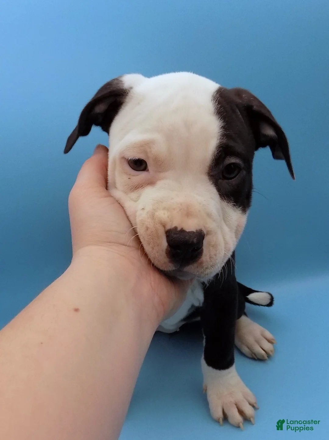 Mixed Breed dogs for sale: Nipper - Ad 2