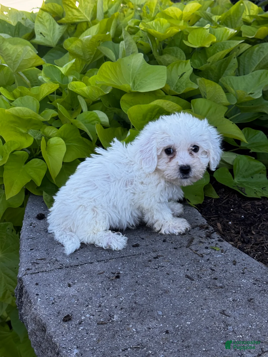Bichon Frise dogs for sale: Beau  - Ad 2