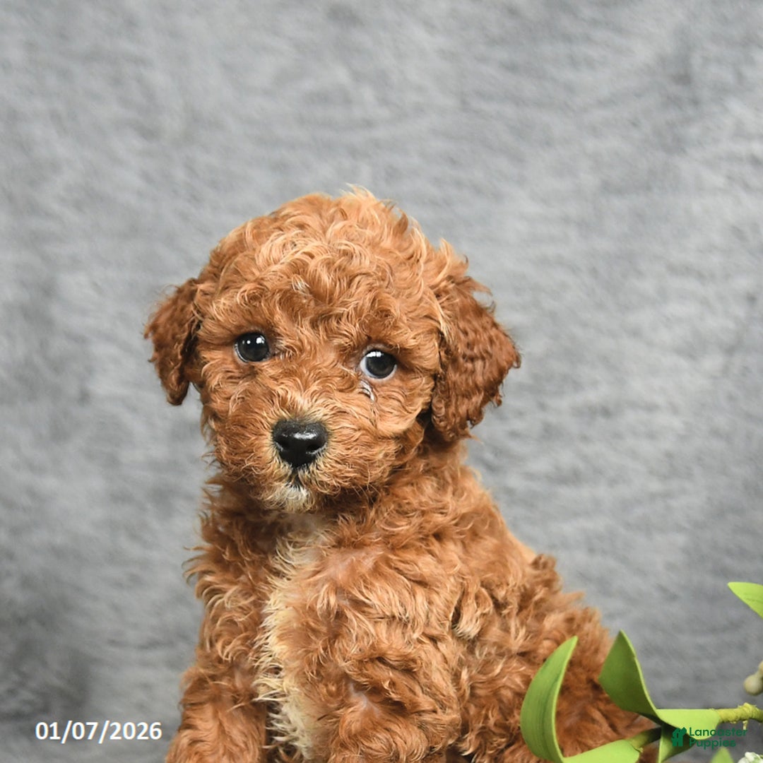 Mini Goldendoodle dogs for sale: Princess - Ad 3