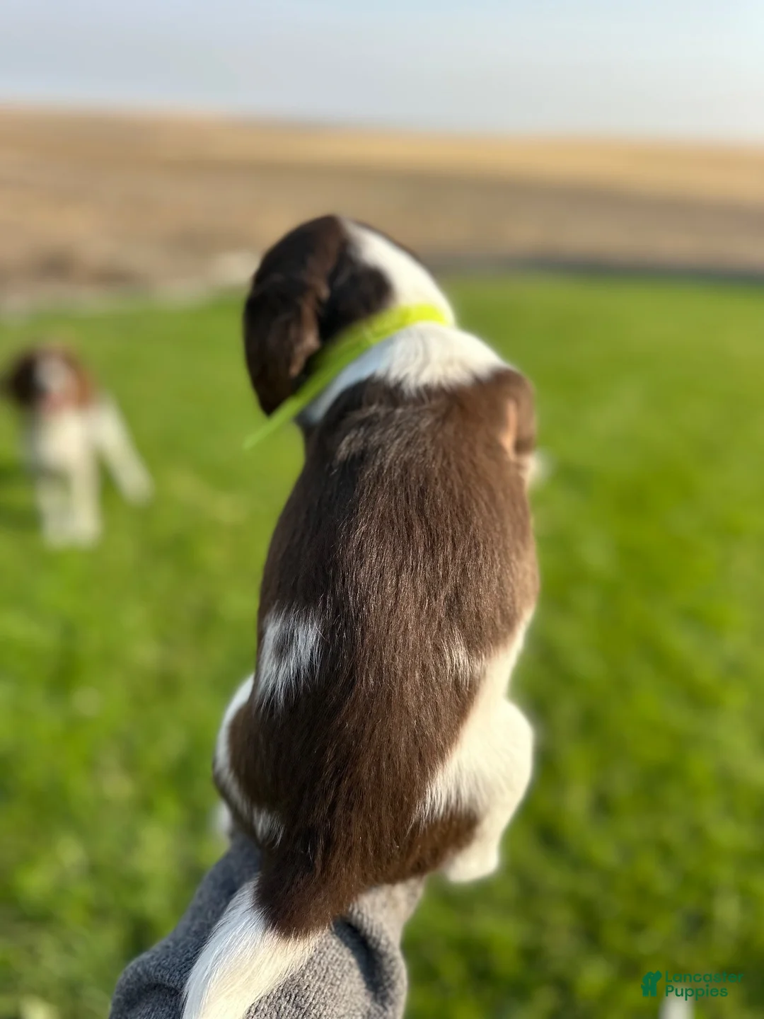 Mixed Breed dogs for sale: Mixed Breed 3 - Ad 2