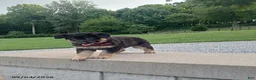 German Shepherd dogs for sale: Molly - Ad 4