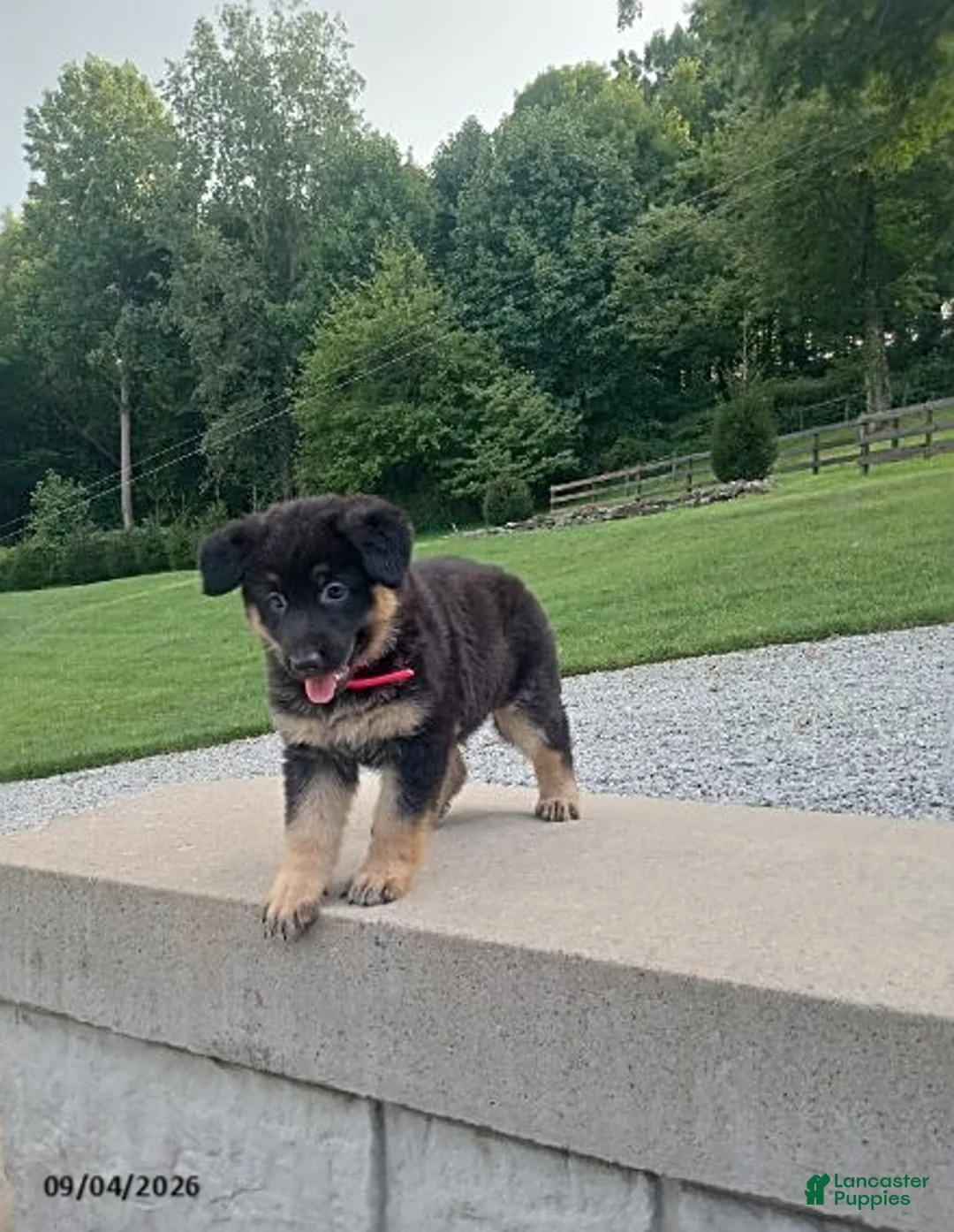 German Shepherd dogs for sale: Molly - Ad 4