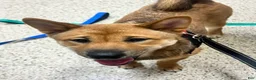 Shiba Inu dogs for sale: Zane - Ad 3
