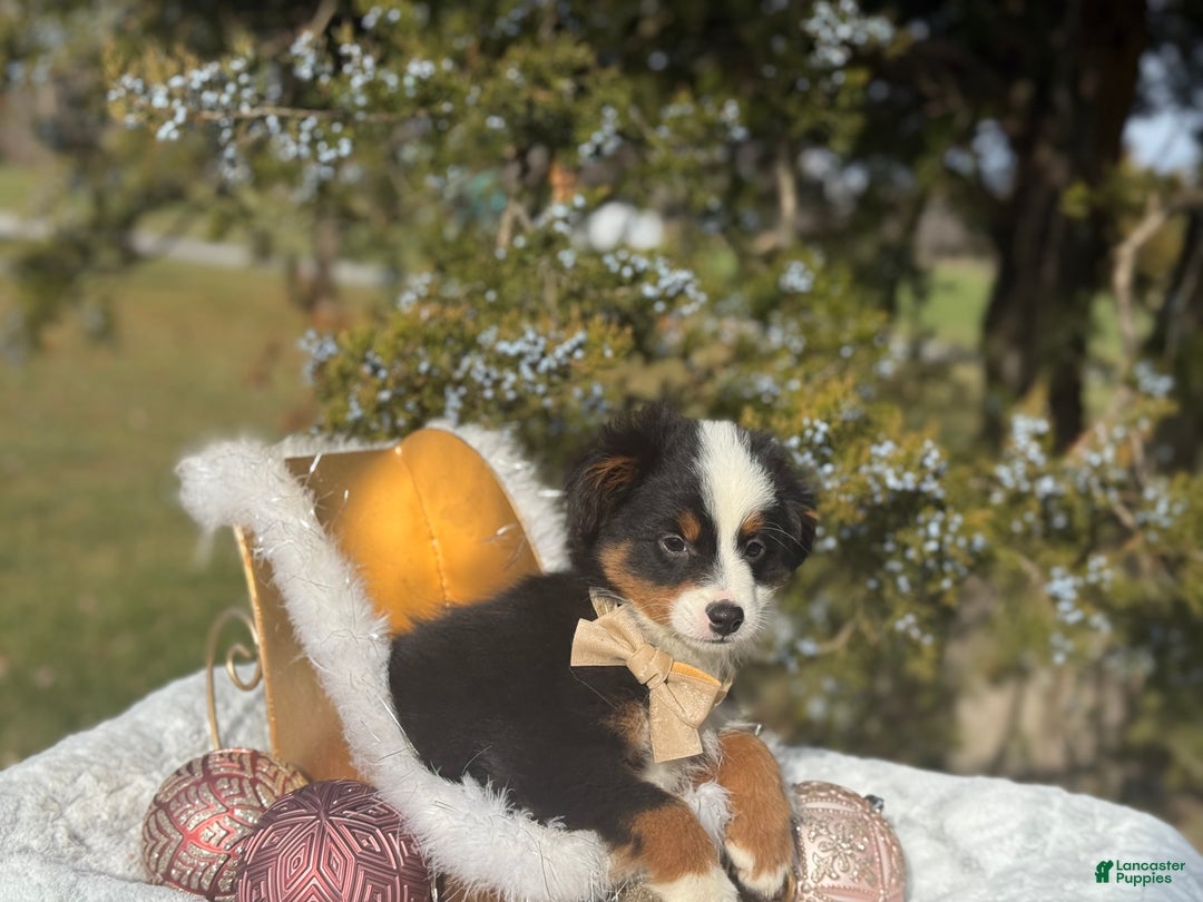 Miniature Australian Shepherd dogs for sale: Taz - Ad 5