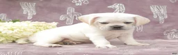 Puggle dogs for sale: Rover - Ad 2