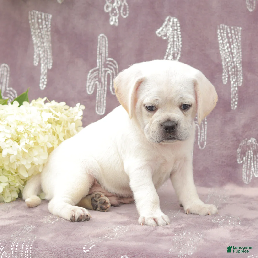 Puggle dogs for sale: Rover - Ad 2