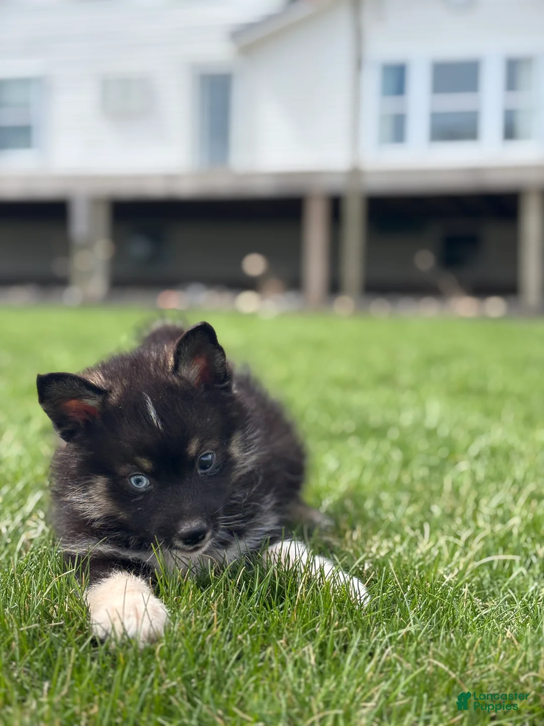 Pomsky dogs for sale: Devon - Ad 2