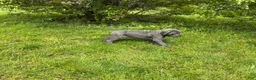 Cane Corso dogs for sale: Cane Corso Puppy 1 - Ad 5