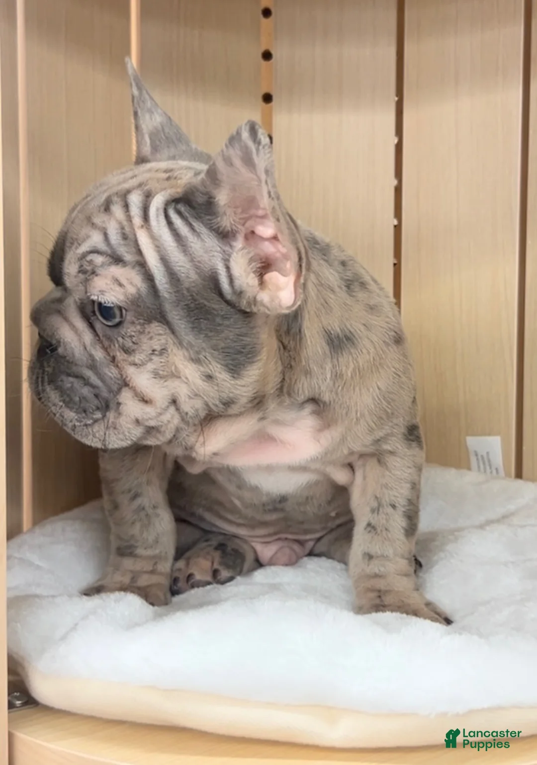 French Bulldog dogs for sale: Tank - Ad 2