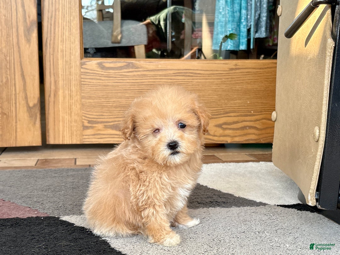 Maltipoo dogs for sale: Maltipoo Female Puppy 4 - Ad 3