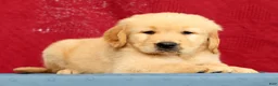 Golden Retriever dogs for sale: Denali - Ad 4
