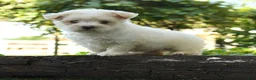 Maltipoo dogs for sale: River - Ad 1