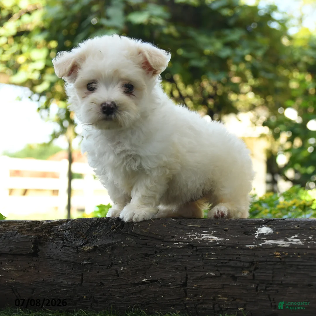 Maltipoo dogs for sale: River - Ad 1