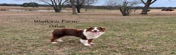 Australian Shepherd dogs for sale: Lemon - Ad 10